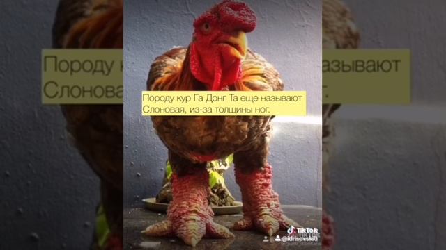афигеть Топ-3 самых дорогих пород кур в мире?? смотреть онлайн