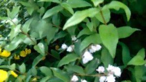 Дейция шершавая-посадка, уход.