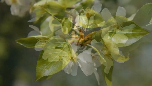 Весенние цветы смотреть онлайн