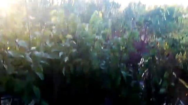 Полив плодовых крупномеров в садовом центре. Питомник Немцево.