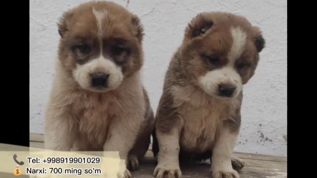 12 Вилоятнинг итлар бозори | Online Itlar bozori 2022🇺🇿 смотреть онлайн