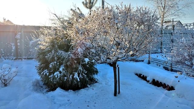 Ива на Штамбе в Ландшафтном Дизайне ✅ Уход ✅ Формирование Выращивание #garden #сад #многолетники смотреть онлайн