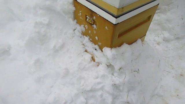 возможные проблемы с пчелами при засыпании ульев на зиму снегом смотреть онлайн