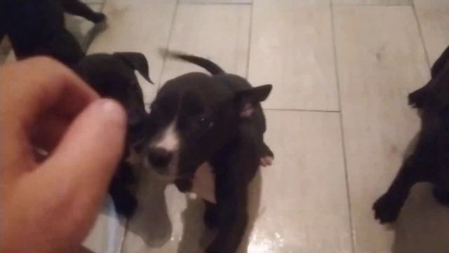 Киевский ЗОО РЫНОК отзыв.Где покупать и продавать щенков. смотреть онлайн