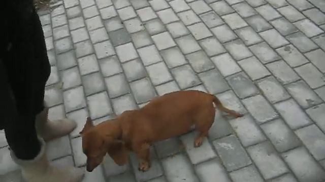 Такса на Репина смотреть онлайн