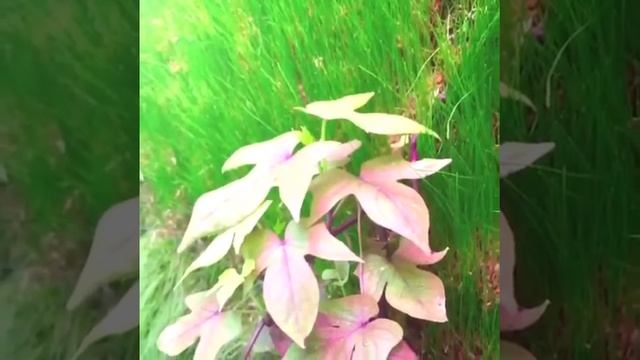 Зеленая стена из сфагнового мха смотреть онлайн