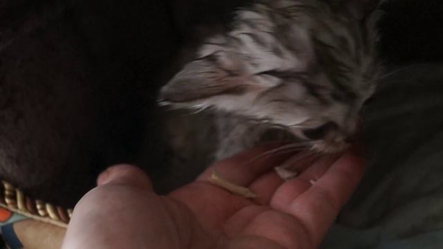 Котенок с гидроцефалией Джеди-Мария (вискасный джедай): после святой водички