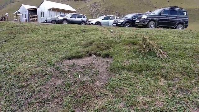 суслик охраняет норку, царь зверей смотреть онлайн