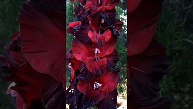 Гладиолус Объятия Ночи (Баранов) смотреть онлайн