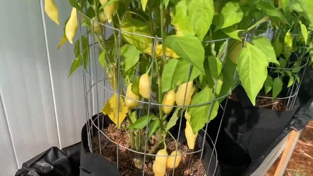 2021 Pepper Grow Carolina Reaper Taste Test . смотреть онлайн
