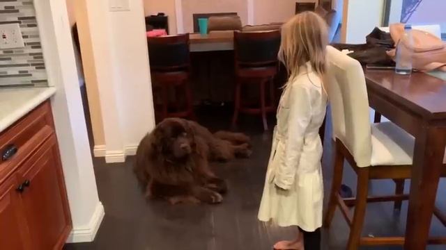 Newfoundland hilariously reacts to little girl best friend смотреть онлайн