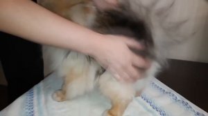 Микки линька. Малый шпиц.