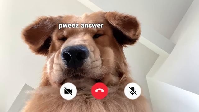 My Dog Calls a Trainer (FEAT. TOM DAVIS) смотреть онлайн