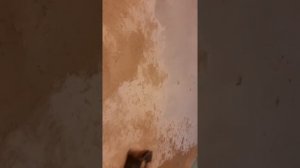 Снимаем старую побелку со стены без воды.