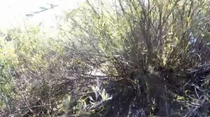 Охота на уток в Новосибирской области. Кряква любит такие места.