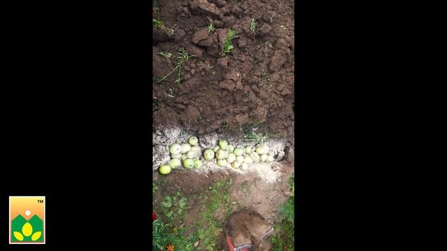 ГОТОВЬ ГРЯДКИ С ОСЕНИ! Используем ЯБЛОКИ как ОРГАНИЧЕСКОЕ УДОБРЕНИЕ! Совет от Агрофирмы Манул! смотреть онлайн