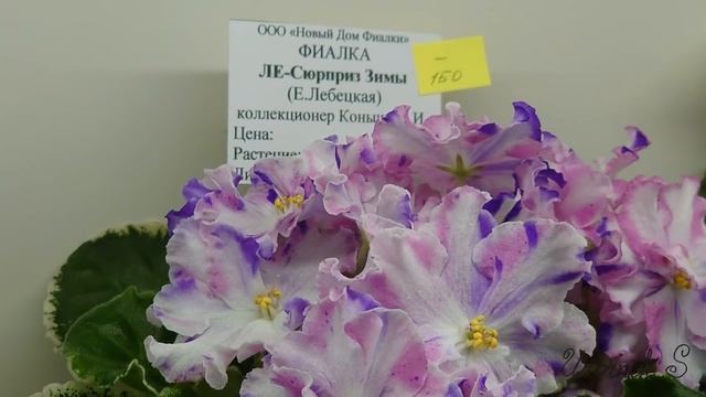 4.01.21. Фиалки и стрептокарпусы в январе от коллекционеров "Московской Фиалки". Аналог выставки. смотреть онлайн