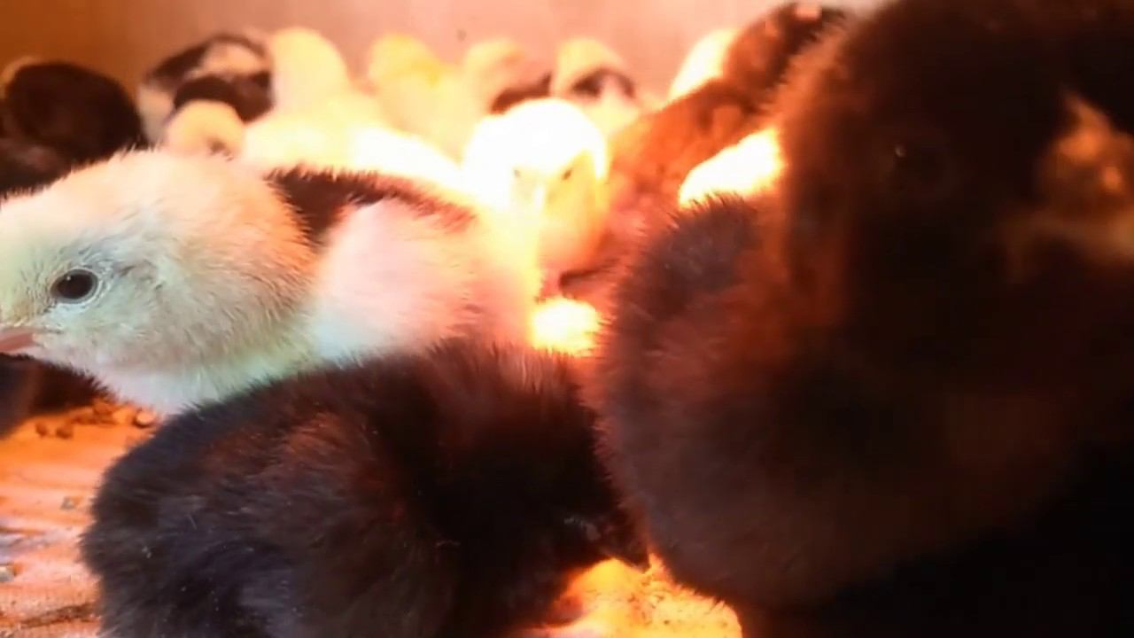 КАК ПРОШЕЛ ВЫВОД ЦЫПЛЯТ ИЗ ГЕНОФОНДА смотреть онлайн