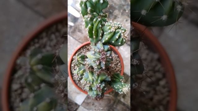 Cereus Repandus 'Monstrosus' Cactus (Kaktus Lilin)