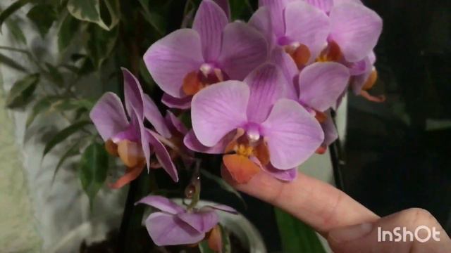 Мои цветочки🦋🌺🌸🌷🦋🌹🌼🦋в марте 2022г. #ВиленаЦветкова смотреть онлайн