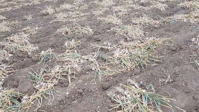 Выкопка чеснока мини-трактором смотреть онлайн