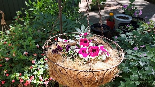 UNINTENTIONAL ASMR, Garden Update, Planted PETUNIAS and MARIGOLDS САДИК, ПОСАДИЛИ ПЕТУНИИ И БАРХАТЦ смотреть онлайн