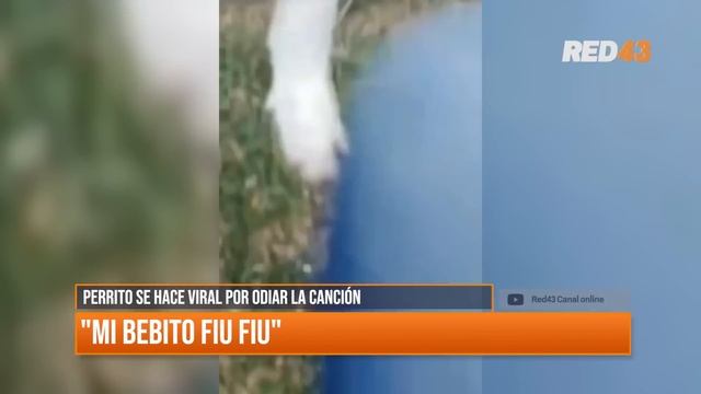 Perrito se hace viral por odiar la canción de "Mi bebito fiu fiu" смотреть онлайн