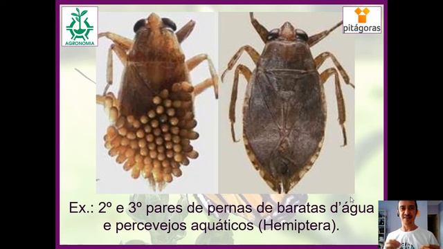 Aula 5 - Entomologia aplicada смотреть онлайн