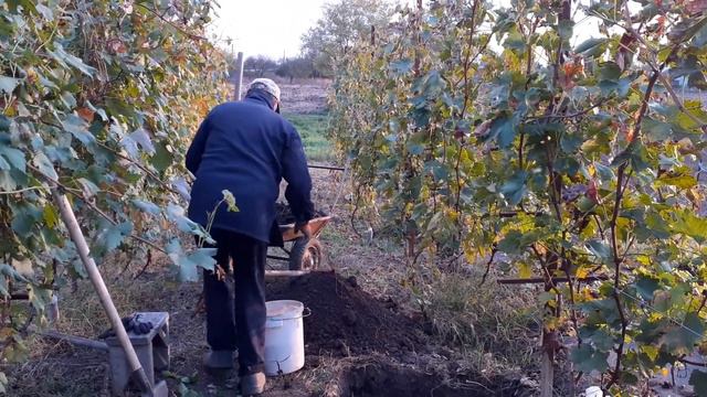 посадка винограда смотреть онлайн