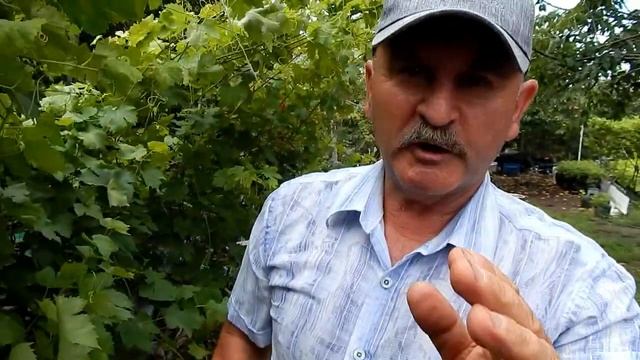 Самая урожайная, продуктивная и лёгкая в обслуживании Y-образная опора для винограда. смотреть онлайн