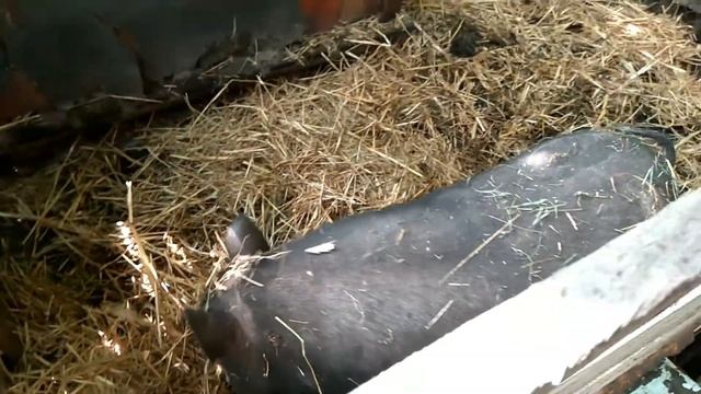 Как определить что свинка будет рожать смотреть онлайн