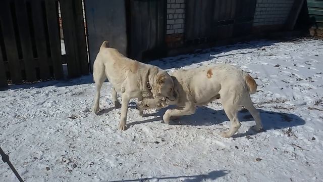 Бугай Алабай  Пигмент носа Среднеазиатской овчарки  Включить в себе ОСНОВУ  Экстерьер как фундамент