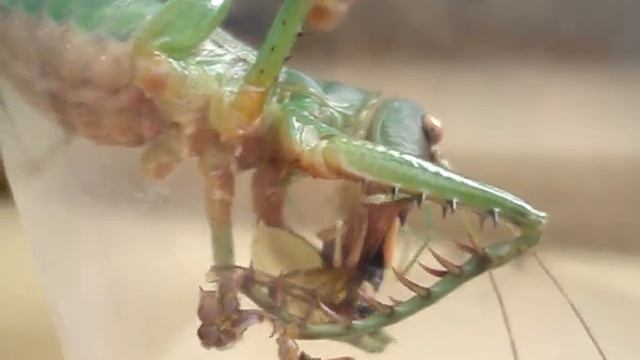 katydid Cerberodon sp. nov. (Orthoptera: Tettigoniidae) смотреть онлайн