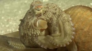 Занятие про осьминогов