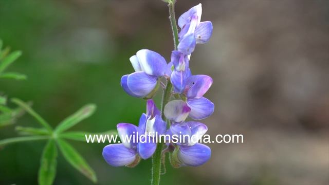 Pixie Russell Lupins Start Blooming In Spring At Wildfilmsindia Botanical Garden In Jabbarkhet