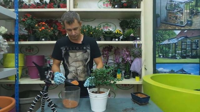 пересадка фикуса в грунт Seramis в кашпо смотреть онлайн