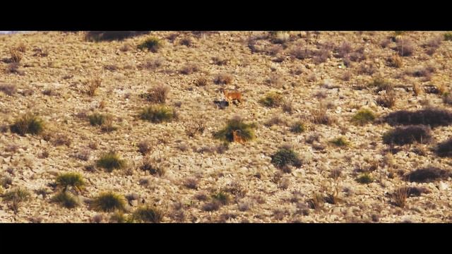 Aoudad Hunting in New Mexico with Kristy Titus смотреть онлайн
