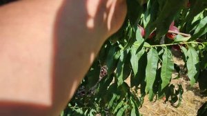 Нектарин Харко 2021 г