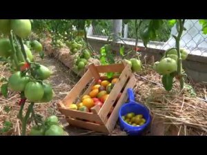 Оптинские теплицы и грозные сторожевые коты