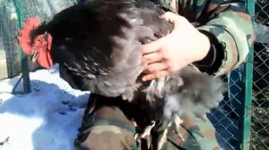 Зачем нужно подрезать ногти петухам Защитные меры