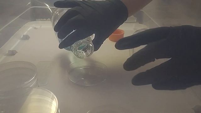 Agar for Beginners How to Make Water Agar | Home Mycology Made Easy смотреть онлайн