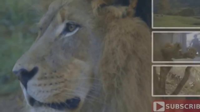 Львята впервые знакомятся с отцом смотреть онлайн