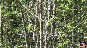 ВИА.Песняры.Как прекрасен этот мир..avi