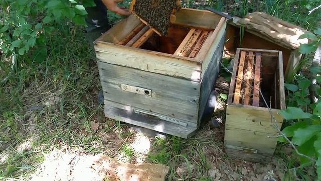 Летние работы на пасеке/Пересадил отводки в ульи/Пчеловодство/ смотреть онлайн