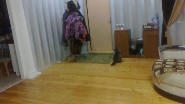 подарок коту на новый год смотреть онлайн