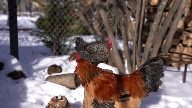 Lula Kebab - Traditional Azerbaijani Dish, Cooking On Nature