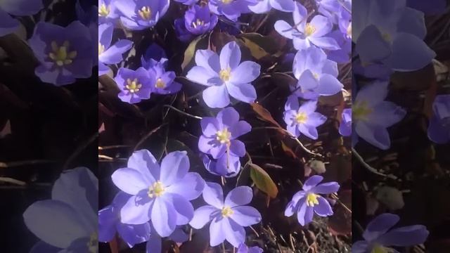 Джефферсония смотреть онлайн