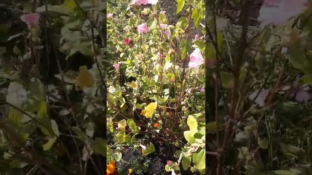 Сбор семян однолетних цветов мирабилис и цинии смотреть онлайн