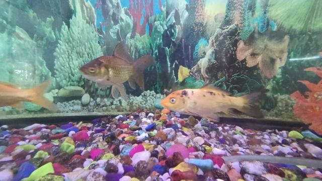 School Aquarium смотреть онлайн