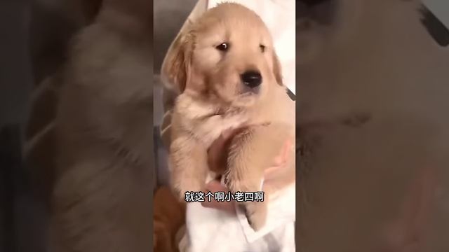 阿毛看家本领杠杠的！看看阿毛的两个小老婆 ❤️#聪明旺豆豆 смотреть онлайн